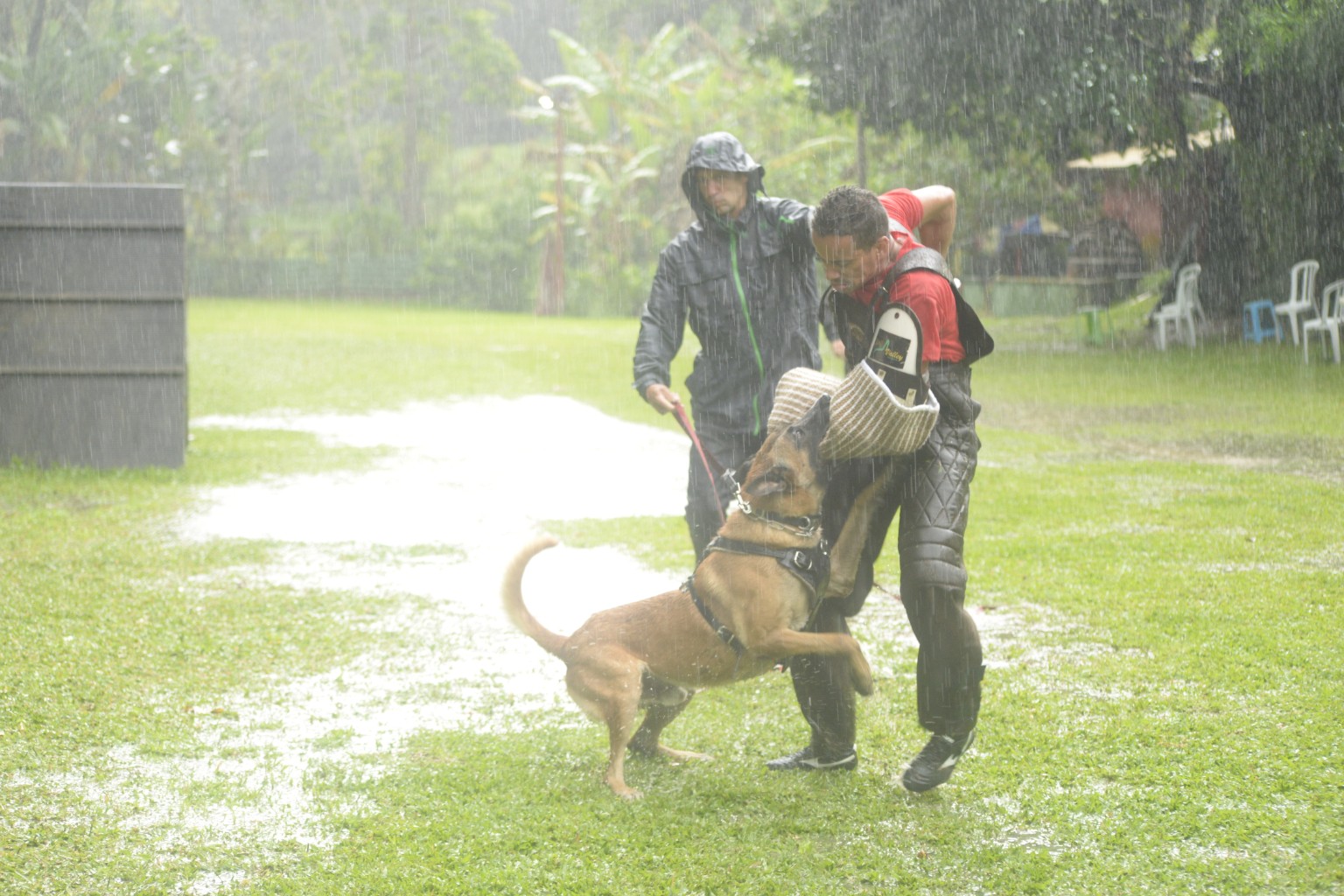 FS Adestramento Canino