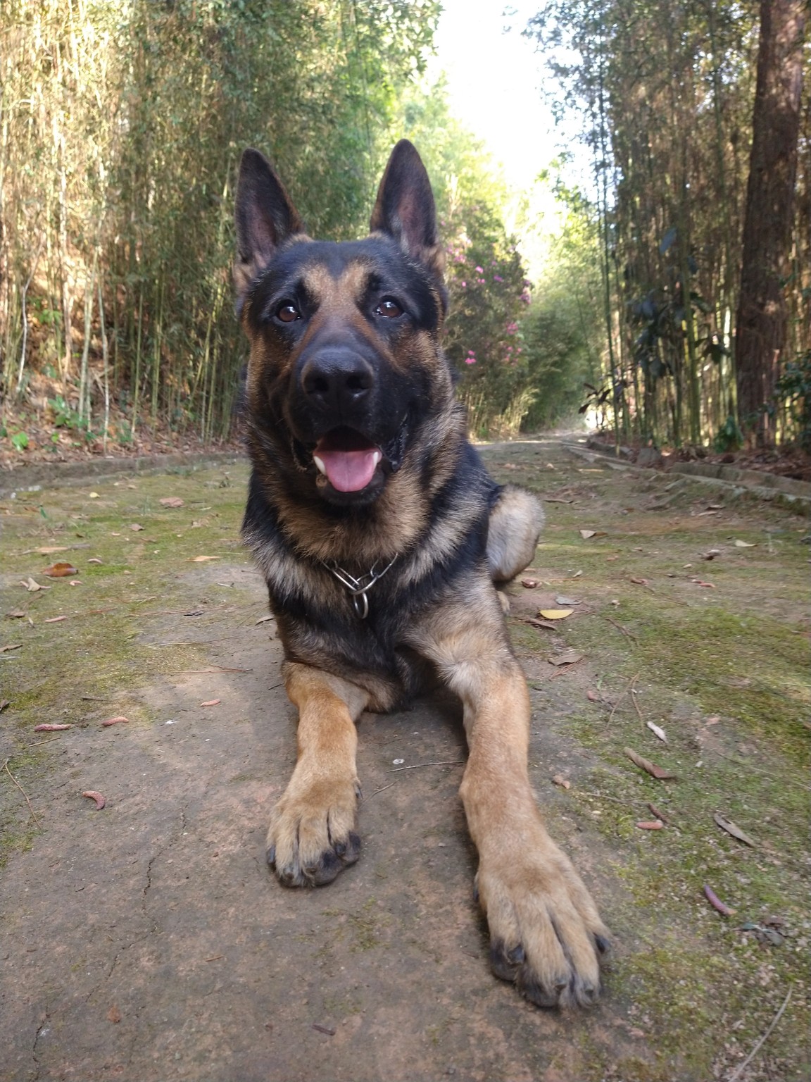 FS Adestramento Canino